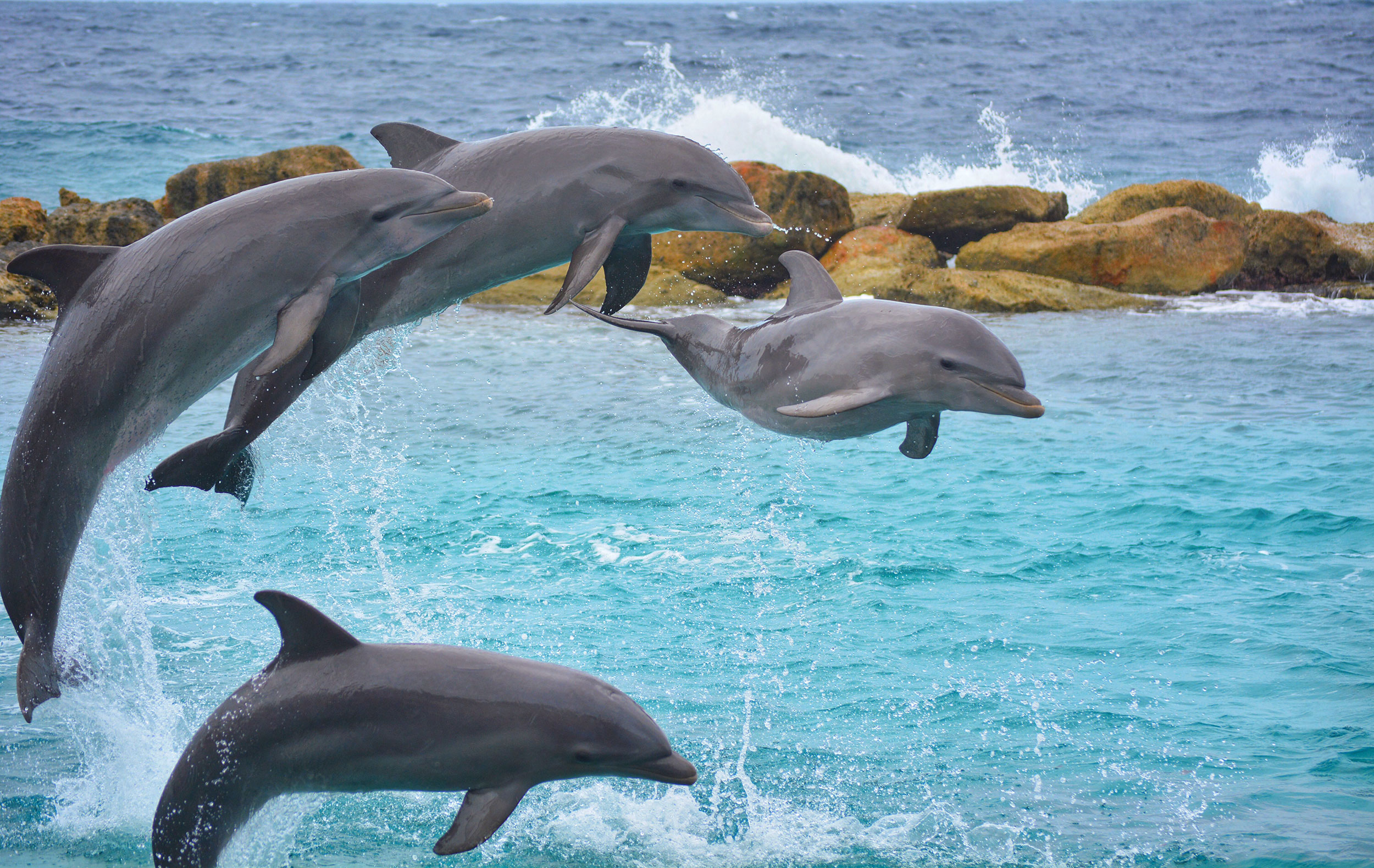 Dolphins jumping in the air