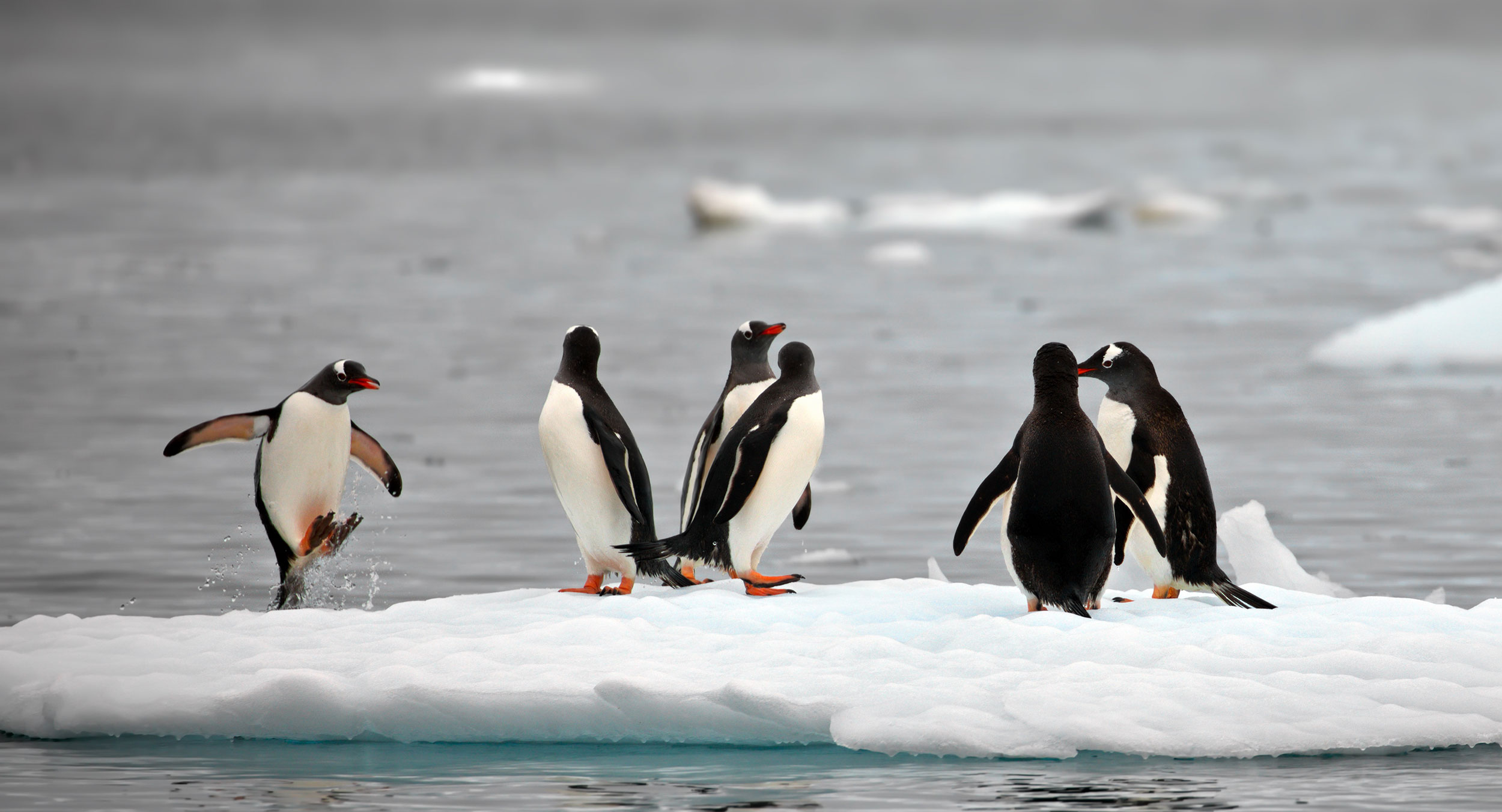 A group of penguins on a dwindling iceberg